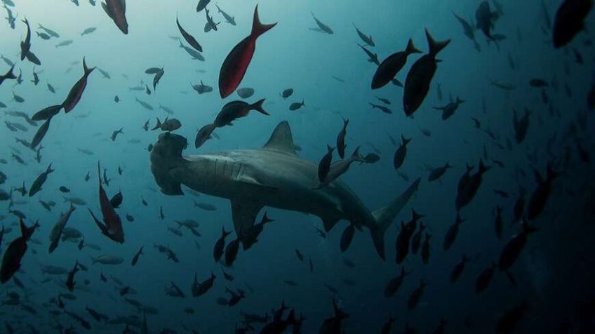 Netherlands Commercial Court